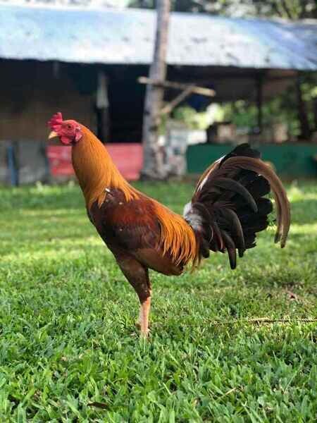 Gamefowl Winning Line Bernie Tacoy Gold