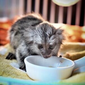 Baby finger Marmosets Monkeys Viber:(+63-9455-189-371)x | PostAds PH