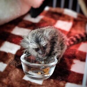 Baby finger Marmosets Monkeys Viber:(+63-9455-189-371)xxx | PostAds PH