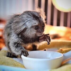 Baby finger Marmosets Monkeys Viber:(+63-9455-189-371)xxxx | PostAds PH