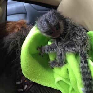 Baby finger Marmosets Monkeys Viber Me :(+63-9455-189-371) x | PostAds PH