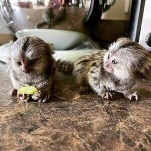 Baby finger Marmosets Monkeys Viber Me :(+63-9455-189-371) xl | PostAds PH