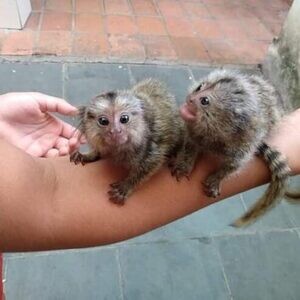 Baby finger Marmosets Monkeys Viber Me :(+63-9455-189-371) k | PostAds PH