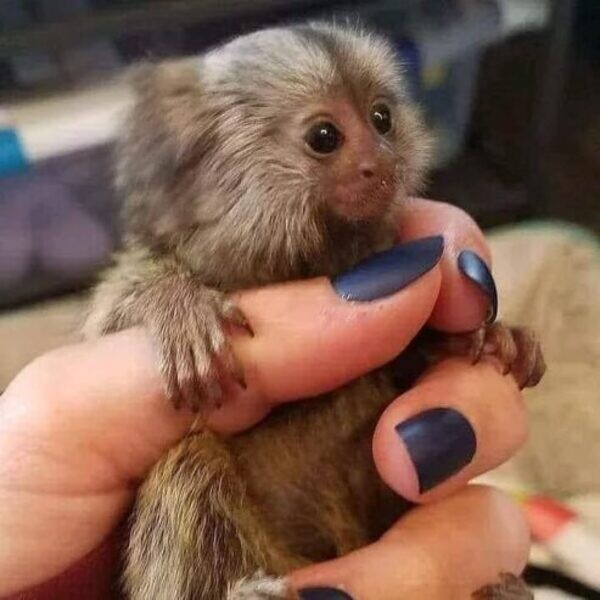 Baby finger Marmosets Monkeys Viber Me :(+63-9455-189-371) nh