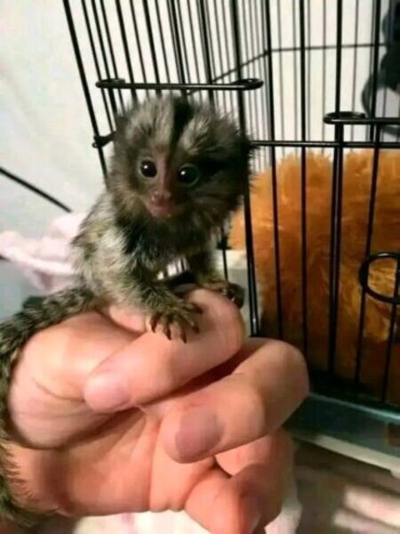 Baby finger Marmosets Monkeys Viber Me :(+63-9455-189-371) xzz