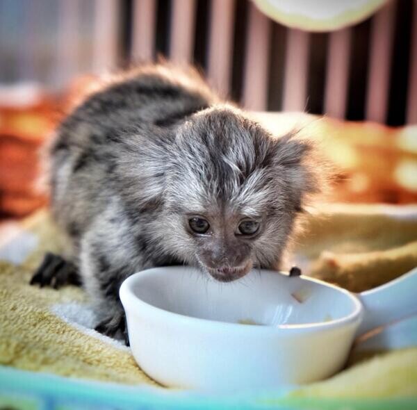 Baby finger Marmosets Monkeys Viber Me :(+63-9455-189-371) jm