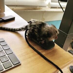 Baby finger Marmosets Monkeys Viber Me :(+63-9455-189-371) xpp | PostAds PH