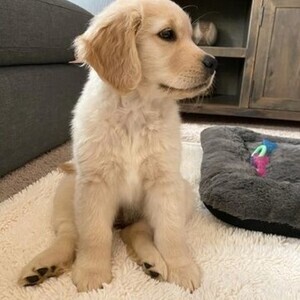 Health Tested Golden Retriever Puppies | PostAds PH