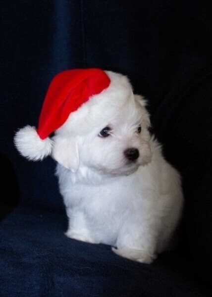 Stunning litter of small KC reg maltese puppies. Just 2 little boys lef