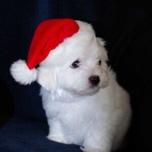 Stunning litter of small KC reg maltese puppies. Just 2 little boys lef | PostAds PH