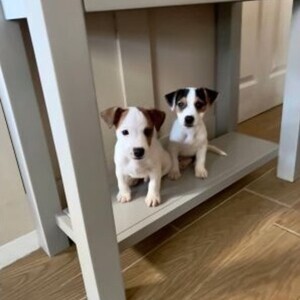 Jack Russell Puppies available for a new home. | PostAds PH