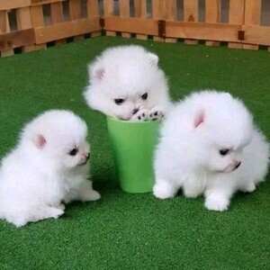 Pomeranian puppies for adoption | PostAds PH
