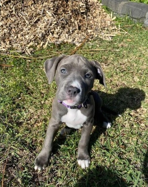 Charming and well behaved Pitbull terrier 