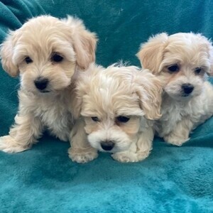 Maltipoo puppies available now | PostAds PH