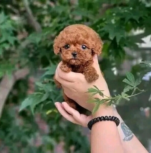 Poodle puppy for adoption