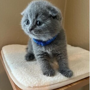British Shorthair Kittens | PostAds PH