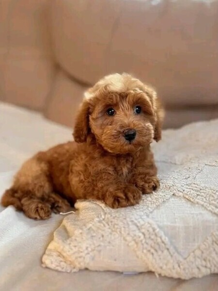 Cavapoo puppy for re-homing