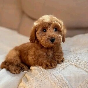 Cavapoo puppy for re-homing | PostAds PH