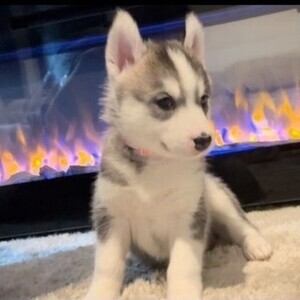 Siberian Husky Puppy | PostAds PH