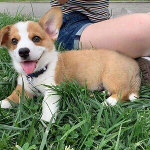 Pembroke Welsh corgi Puppies | PostAds PH