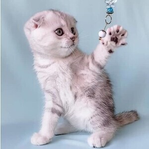 Scottish Fold Kittens | PostAds PH
