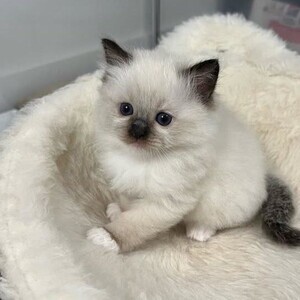 Babies ragdoll kittens looking for a new home. | PostAds PH