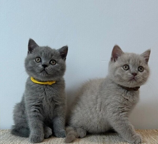 Two British Shorthair kittens