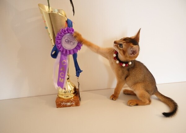 Abyssinian Kittens available for good home