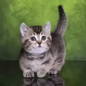 Munchkin Kittens | WhatsApp me : ( +63 985 762 7466 ) | PostAds PH