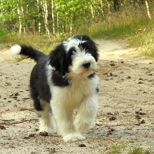 Bearded Collie Puppies X WhatsApp me : ( +63 985 762 7466 ) | PostAds PH