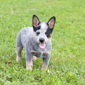 Australian Cattle Dog Puppies WhatsApp me : ( +63 985 762 7466 ) | PostAds PH