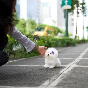 Toy Bichon Frise Puppies X WhatsApp me : ( +63 985 762 7466 ) | PostAds PH
