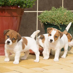 Jack Russell Terrier Puppies X WhatsApp me : ( +63 985 762 7466 ) | PostAds PH