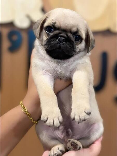  Pug Puppies X WhatsApp me : ( +63 985 762 7466 )