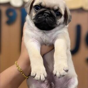 Pug Puppies X WhatsApp me : ( +63 985 762 7466 ) | PostAds PH