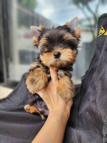  Yorkie Puppies  X WhatsApp me : ( +63 9097-723-041 )