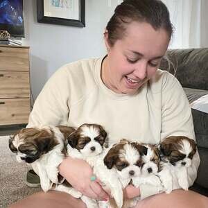 Shih Tzu Puppies X WhatsApp me : ( +63 985 762 7466 ) | PostAds PH