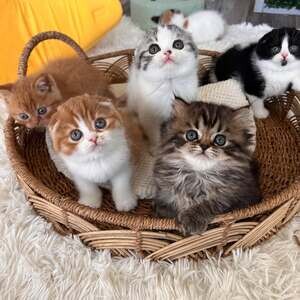 Scottish Fold Kittens X WhatsApp me : ( +63 985 762 7466 ) | PostAds PH