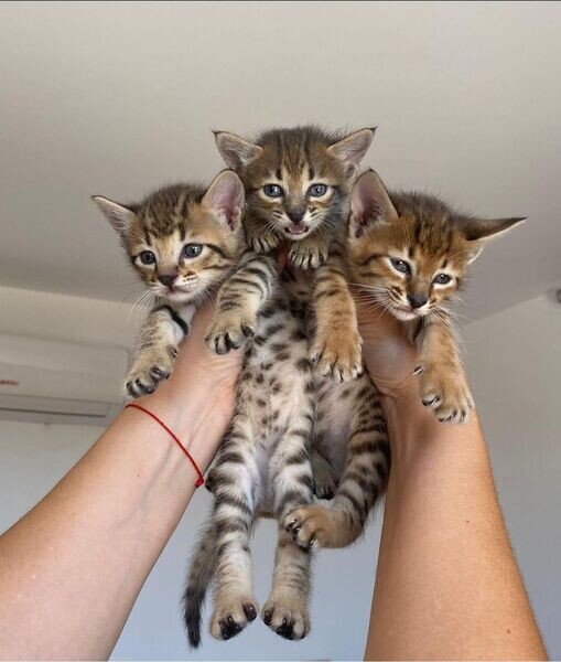  savannah kittens X WhatsApp me : ( +63 985 762 7466 )