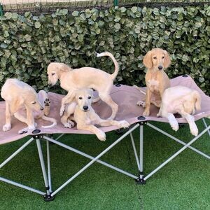 Saluki Puppies x WhatsApp me : ( +63 985 762 7466 ) | PostAds PH