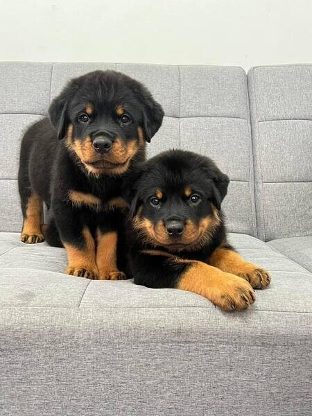  Rottweiler Puppies X WhatsApp me : ( +63 985 762 7466 )