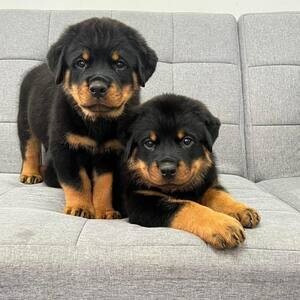 Rottweiler Puppies X WhatsApp me : ( +63 985 762 7466 ) | PostAds PH
