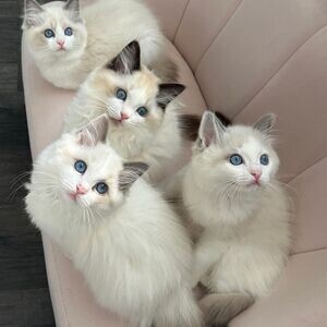 Ragdoll kittens X WhatsApp me : ( +63 985 762 7466 ) | PostAds PH
