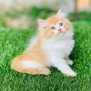 Persian kittens Available X WhatsApp me : ( +63 985 762 7466 ) | PostAds PH