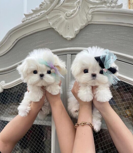  Teacup Maltese Puppies X WhatsApp me : ( +63 985 762 7466 )
