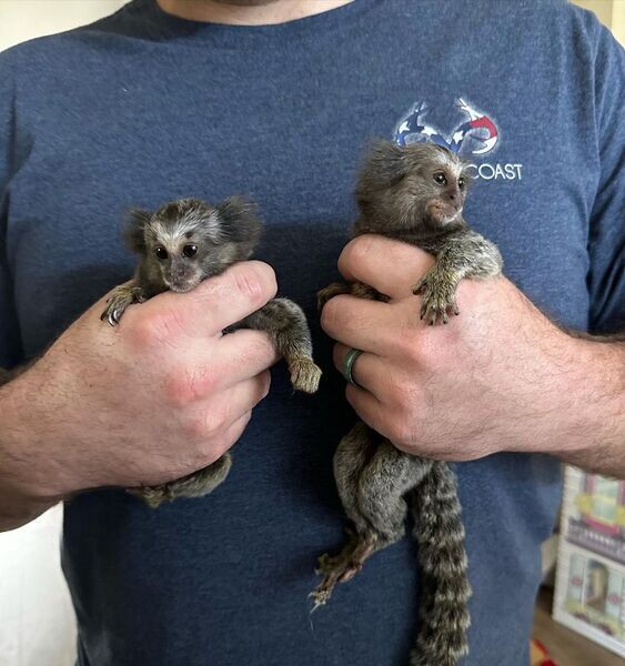   Marmoset Monkey X WhatsApp me : ( +63 985 762 7466 )