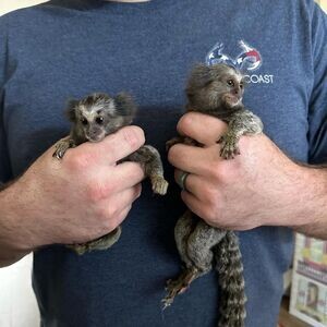 Marmoset Monkey X WhatsApp me : ( +63 985 762 7466 ) | PostAds PH