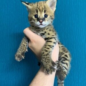 Serval Kittens X WhatsApp me : ( +63 985 762 7466 ) | PostAds PH