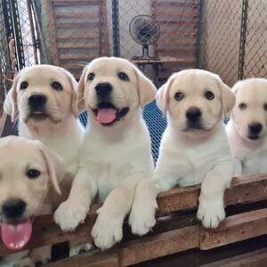 Labrador Puppies X WhatsApp me : ( +63 985 762 7466 ) | PostAds PH
