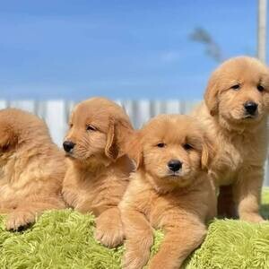 Golden Retriever Puppies X WhatsApp me : ( +63 985 762 7466 ) | PostAds PH